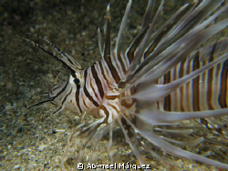 Lionfish, Crash Boat, Aguadilla, P.R. by Abimael Márquez 